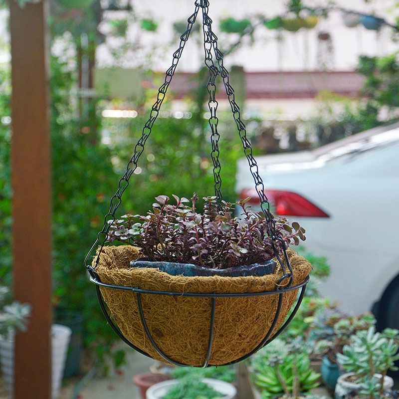 Series Hanging Basket, 8-Inch with Chain Metal Hanging Baskets for Plants Outdoor Hanging Flower Pots Outdoor Decorative Round Wire Plant Holder — image 2