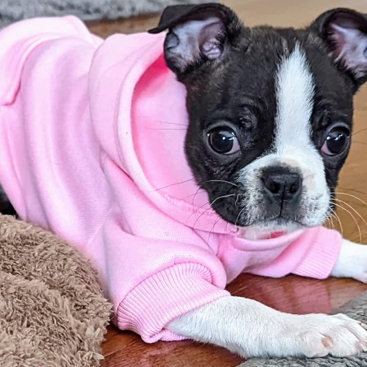 Dog Coat - Winter Hoodie - Warm Dog Coat - With Pockets - Sweatshirt - Warm Clothing - Chihuahua Dog Coat - Perfect for Small Dogs - Pink - Size M — image 4