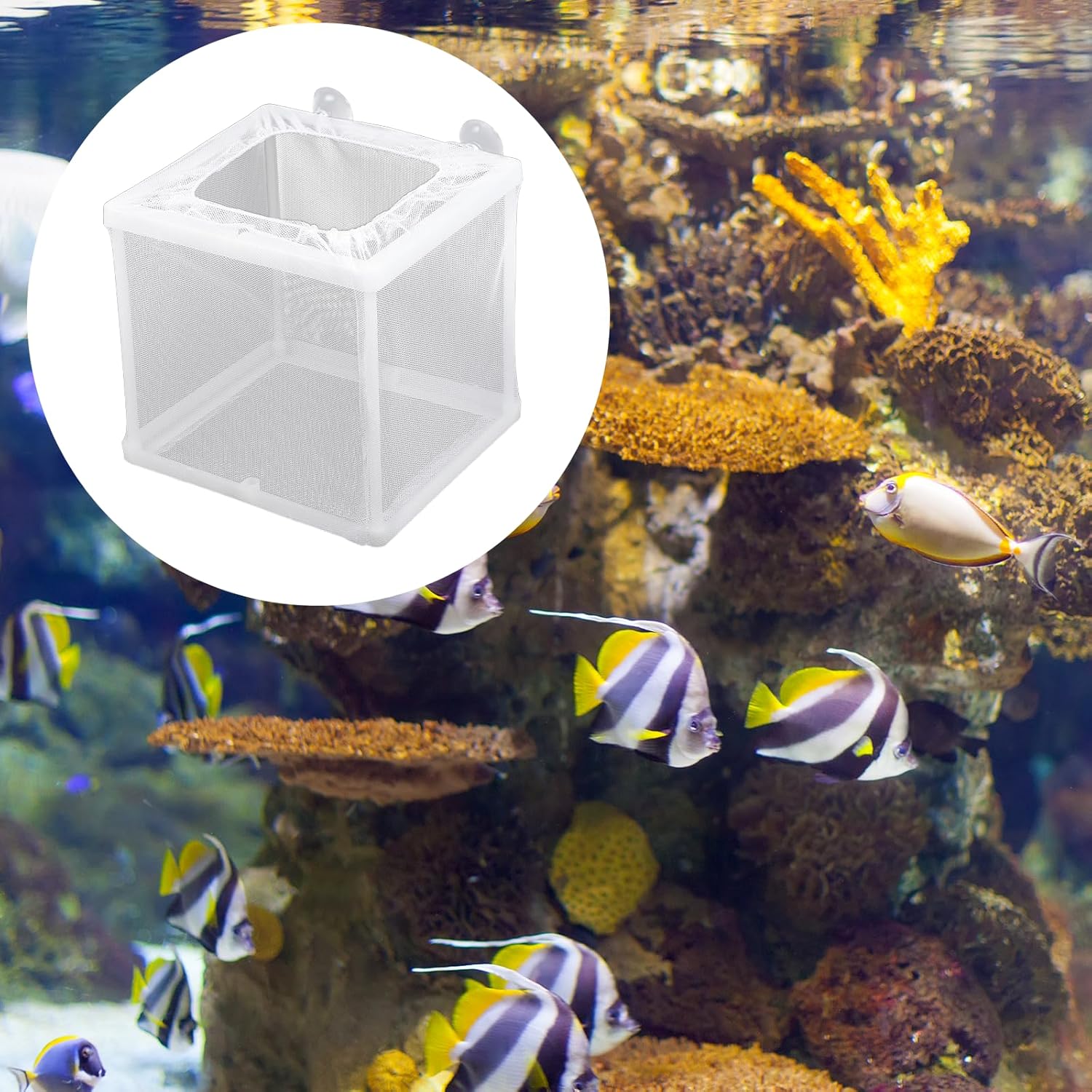 2 Pack Fish Incubator Mesh Box Aquarium, 6.3" x 5.51" x 5.91" Breeder Box for Fish Tank White Nylon Mesh Fishes Breeder Boxes for Aquarium Juvenile Fishes — image 2