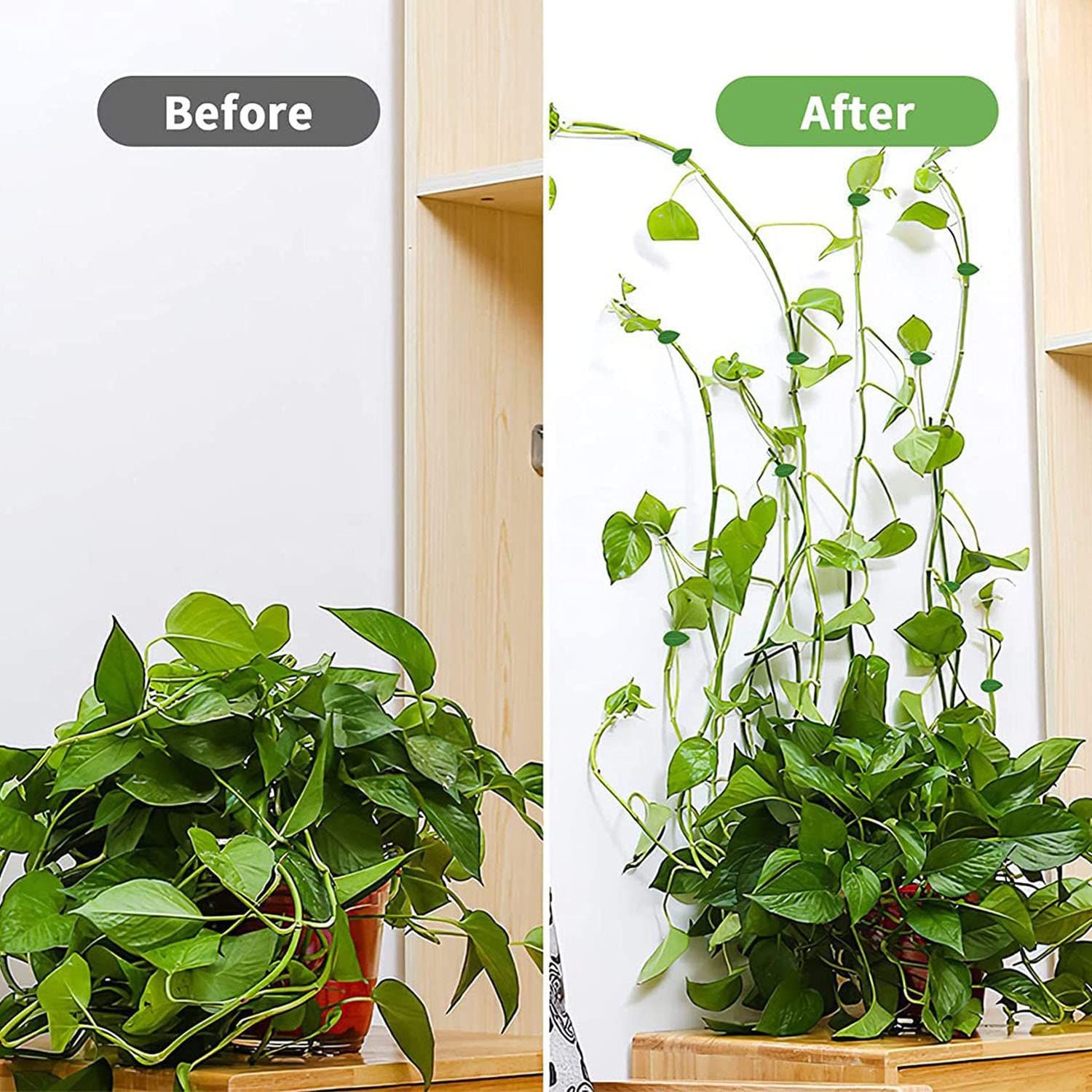 Plant Climbing Wall Fixture Clips,100Pcs Plant Fixer Self-Adhesive Hook,Garden Vegetable Plant Support Binding Clip Invisible — image 5
