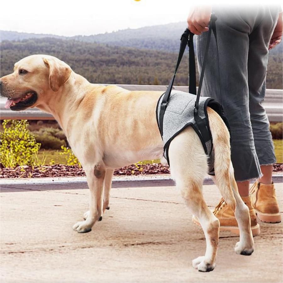 Dog Lift Harness - Adjustable Support for Medium Large Dogs, Comfortable Design with Padded Back Legs for Elderly, Injured, Arthritic, Senior, Disabled Dogs(M) — image 5