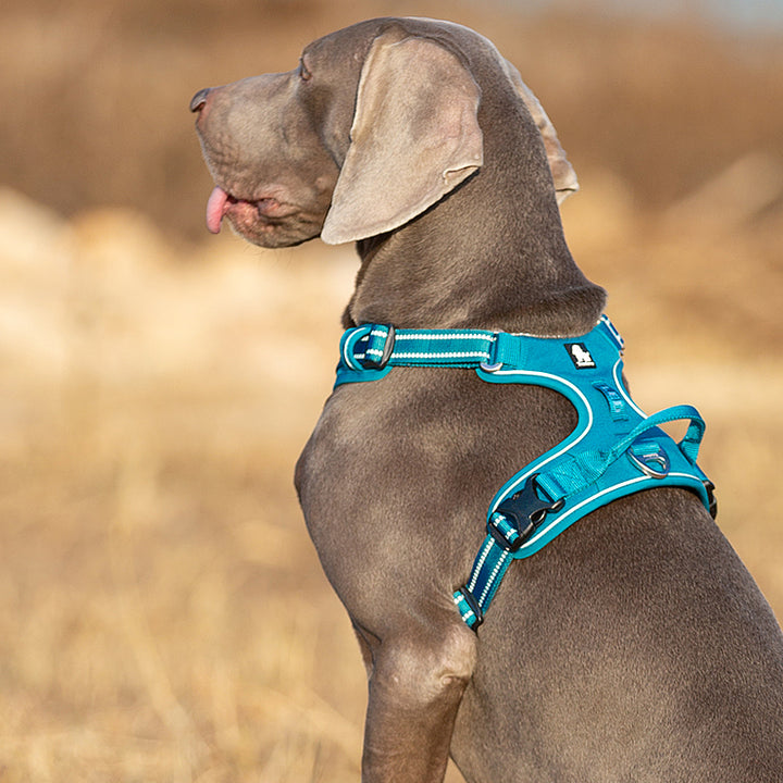 No Pull Harness Blue L — image 4