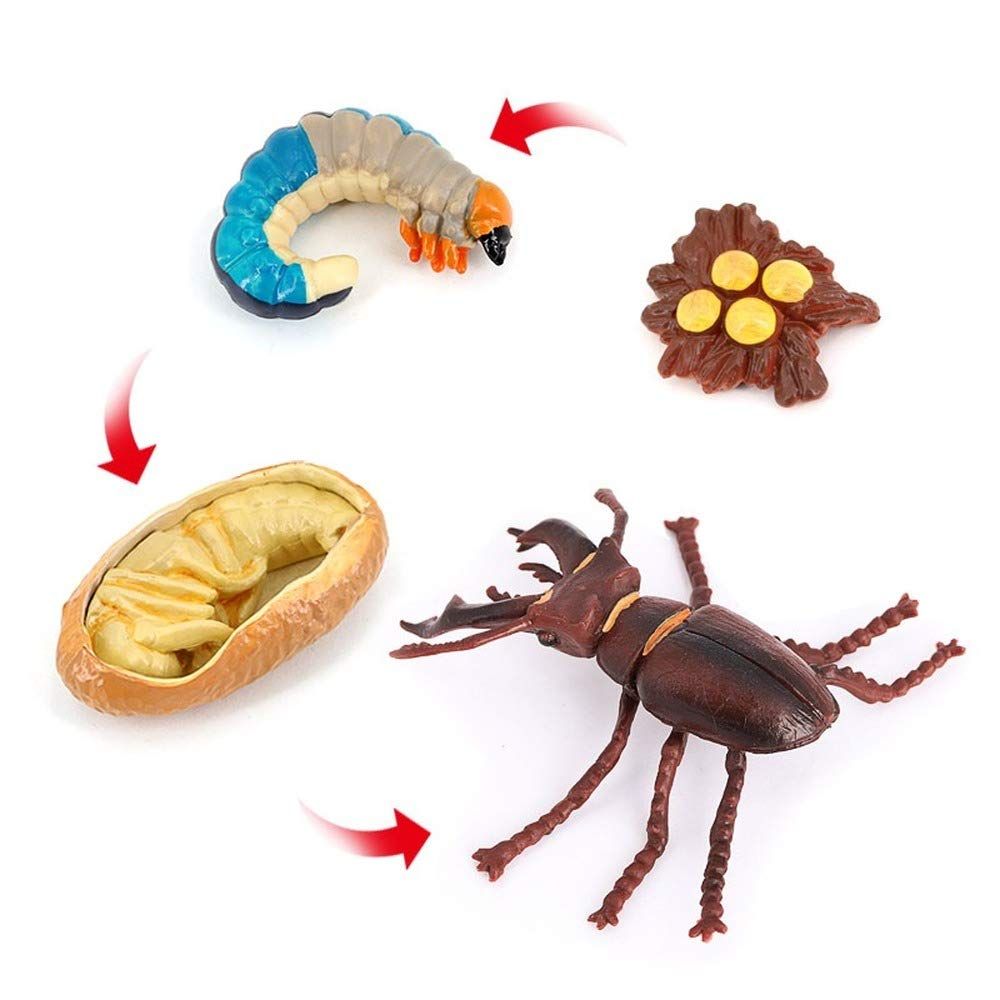 4PCS Stag Beetle Animal Life Cycle,Insect Growth Cycle Model,Hand Painting Animal Figures,Educational Toy — image 3