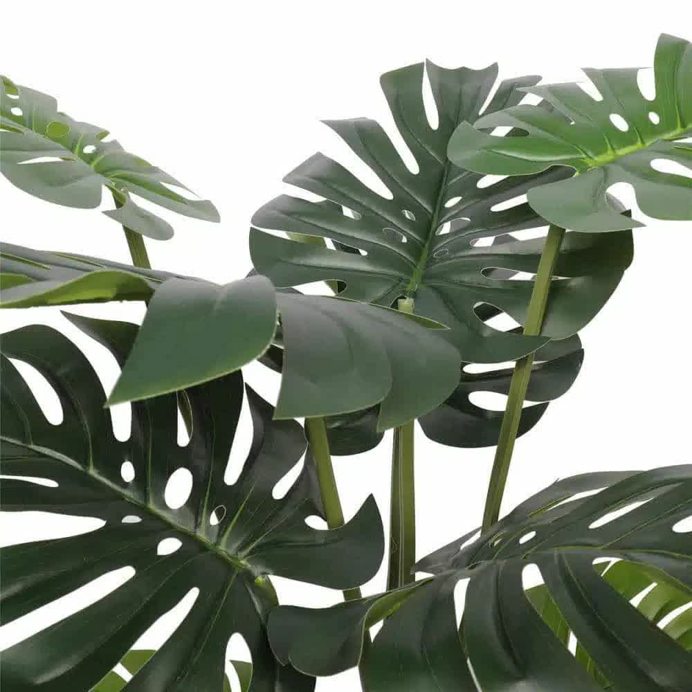 Split Philodendron Monstera Deliciosa (Split Leaf) 120cm โ image 3