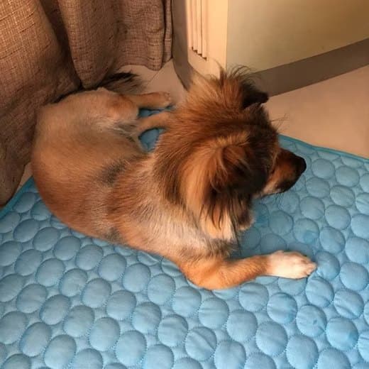 1 Cooling Mat for Dogs and Cats, Breathable Pet Cooling Pad in Blue, 62 × 50cm — image 4