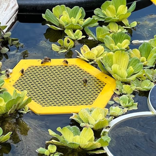 2PCS L 210x180x3.5mm Purple Floating Bee Saver Waterer - Safe Drinking Platform for Garden Ponds & Bird Baths โ image 3