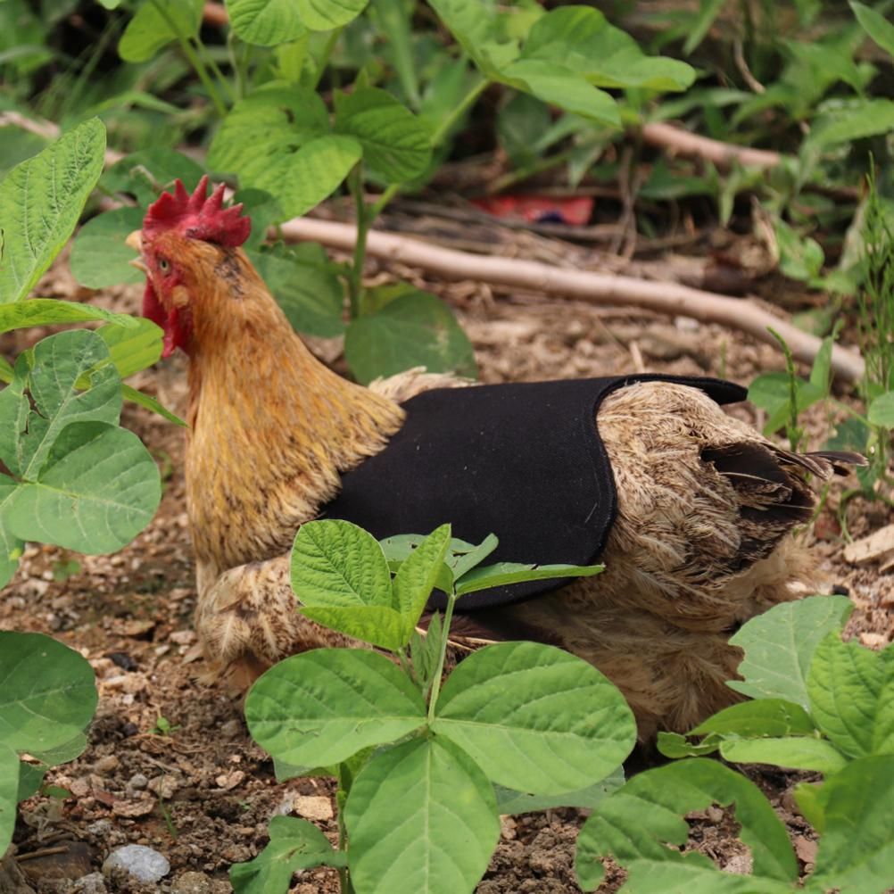 Canvas Chicken Apron Hen Saddle Vest Hen Duck Wing Protection Chicken Jackets Hen Aprons Poultry Care Accessories โ image 5