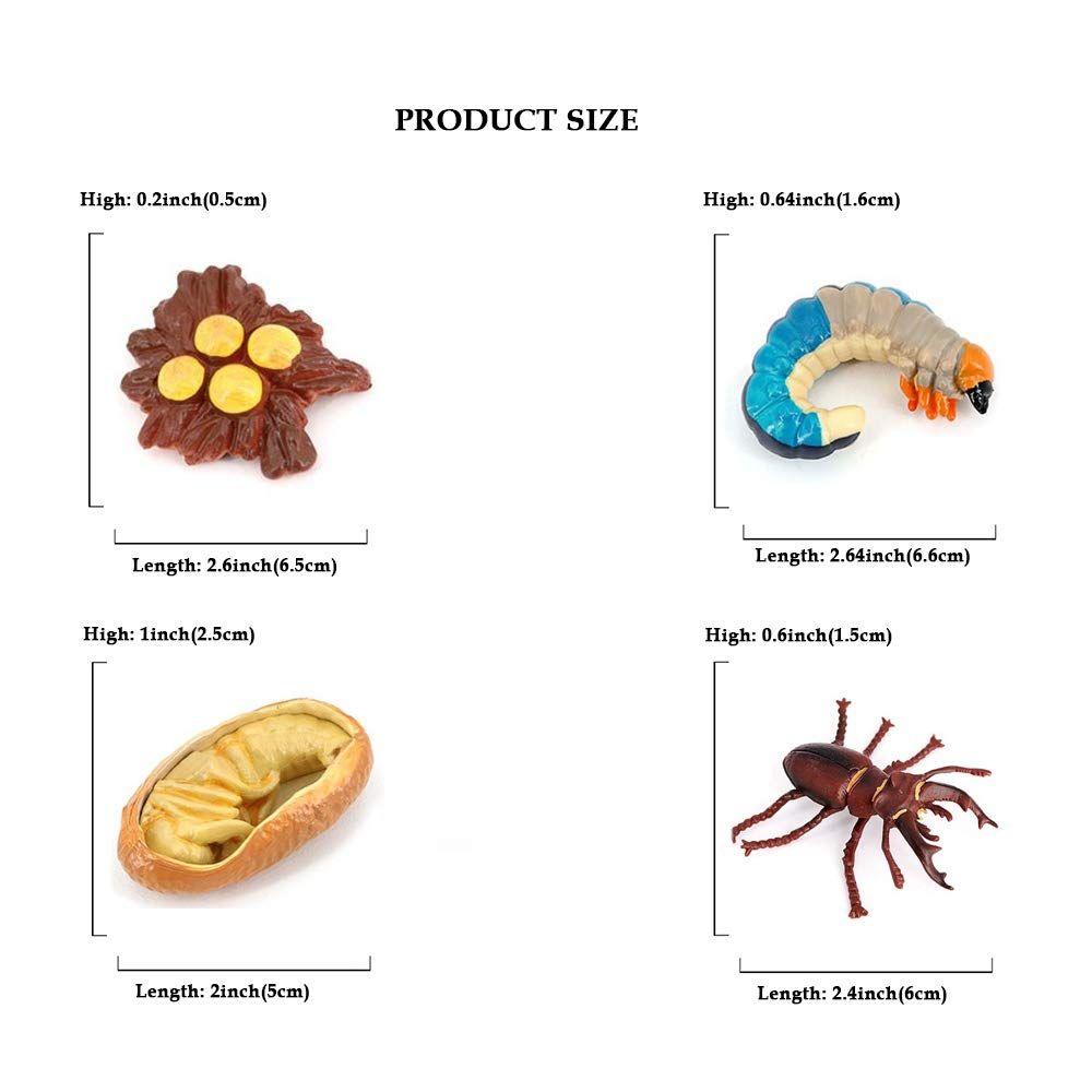 4PCS Stag Beetle Animal Life Cycle,Insect Growth Cycle Model,Hand Painting Animal Figures,Educational Toy — image 5