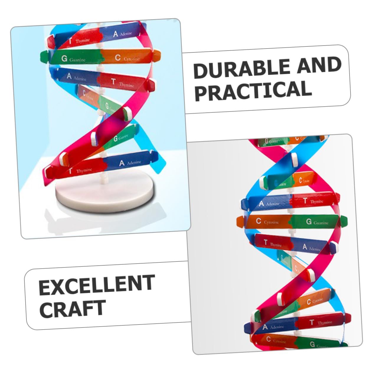 DNA Double Helix Model of Molecular Structure — image 2
