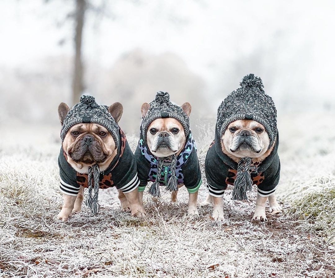 Dog Hat Knitted Windproof Winter Pom Hat, Black, M — image 6