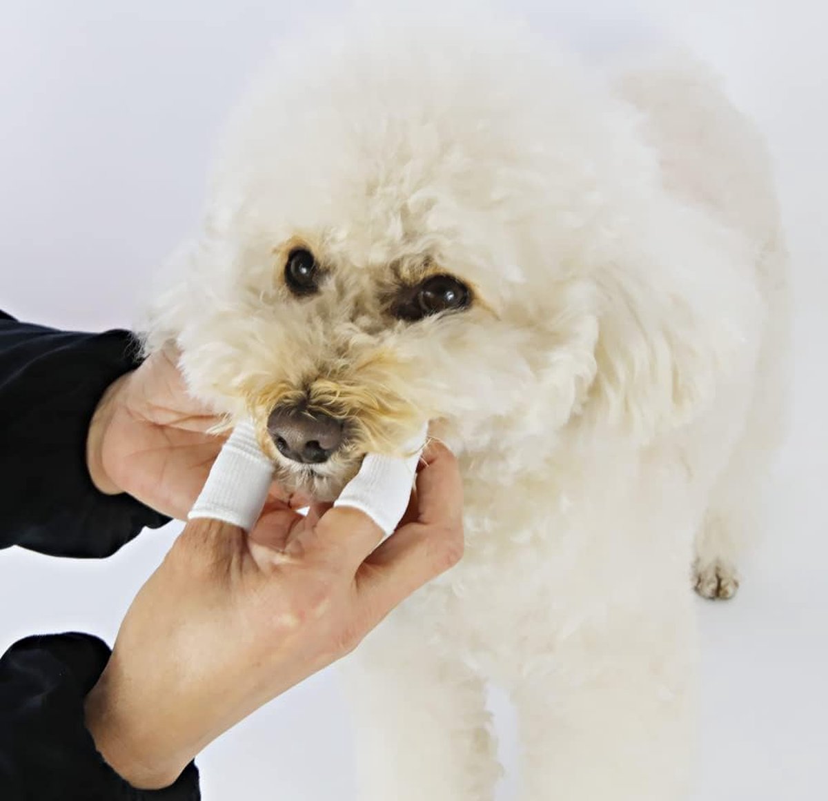 Dog Toothbrush - 10 Pieces - Reusable Finger Toothbrush - Animal Toothbrush - Dog Care - Dogs — image 4