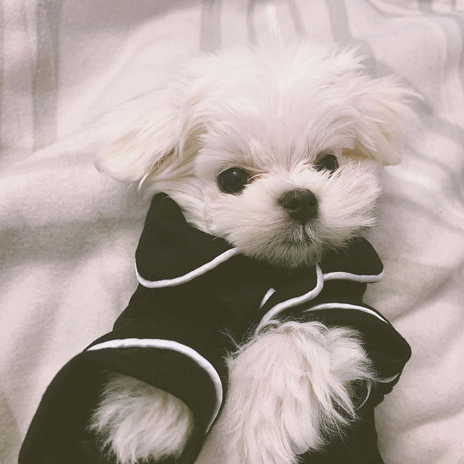 Baby black Dog Pajamas for Girl Small Medium Dogs, Satin Silk Lapel Two-Legged Dog Jumpsuit Loungewear, Soft Breathable Pet Shirts — image 5