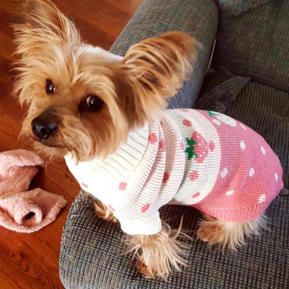 Dog Coat - Dog Sweater - Dog Pullover - Classic Turtleneck Knit Dog Sweater - Warm Winter Dog Clothes - Cute Strawberry Heart Pattern - Perfect for — image 2