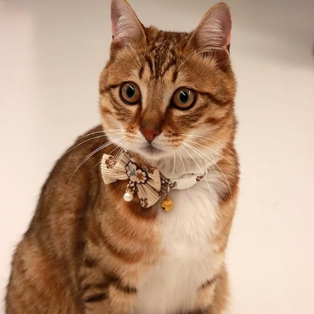 Cat Collar - Bow and Bell Collar - Adjustable Kitten Collar - Dog Collar - Lightweight Safety Collar for Pets (Set of 6) — image 6
