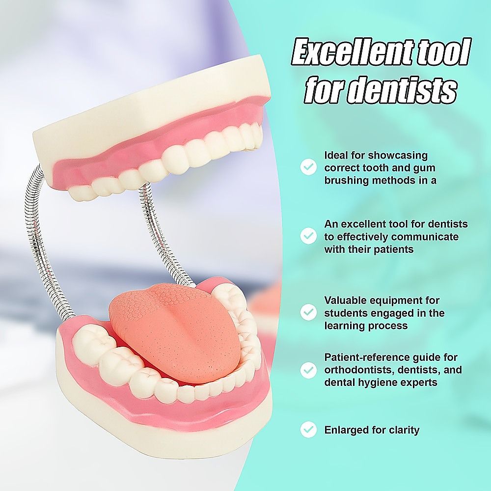 Dental Tooth Brushing Model Teeth Care — image 3