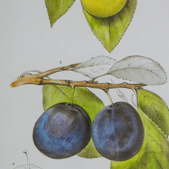 Set 2 Botanical Wall Decor 70cm — image 3