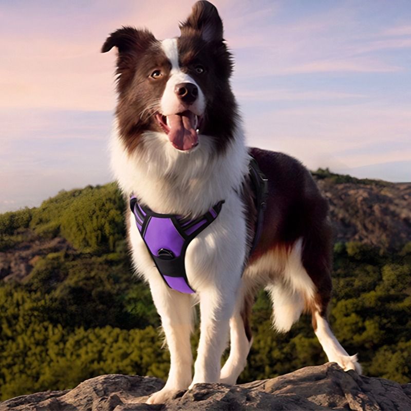 Anti-escape dog harness & leash, soft and comfortable breathable dog vest, reflective in the night, suitable for walking medium and large dogs — image 5