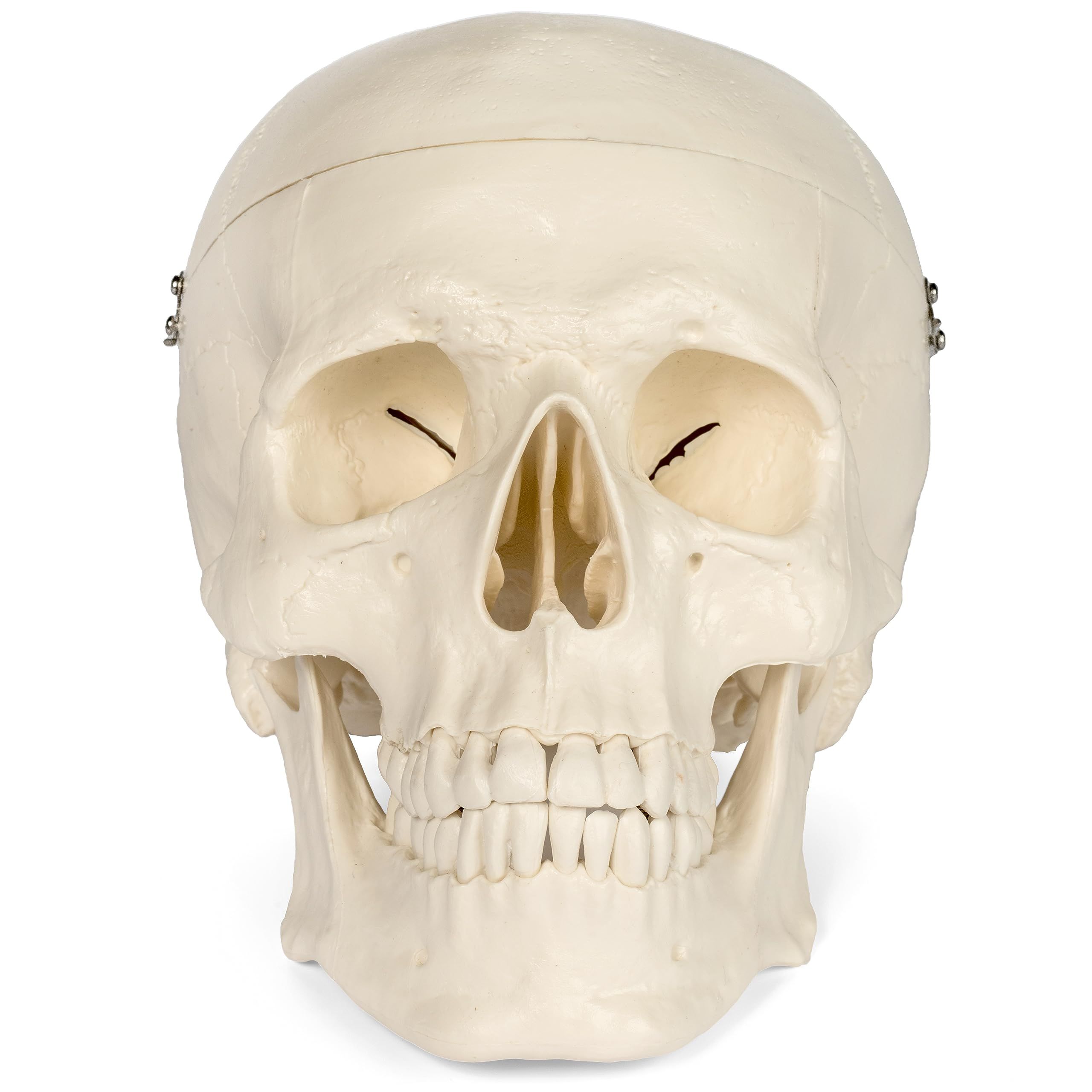 Medical Anatomical Skull Model - 3 Parts - Life Sized Human Mold Perfect Study Tool The mold is authentic — image 2
