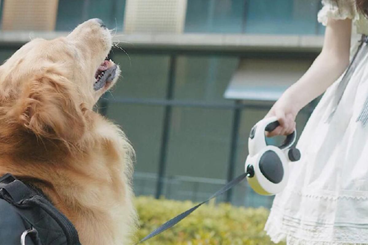 5m Auto Retractable Dog Leash with LED Light Pet Walking Lead for Small Medium Large Dogs - L — image 5