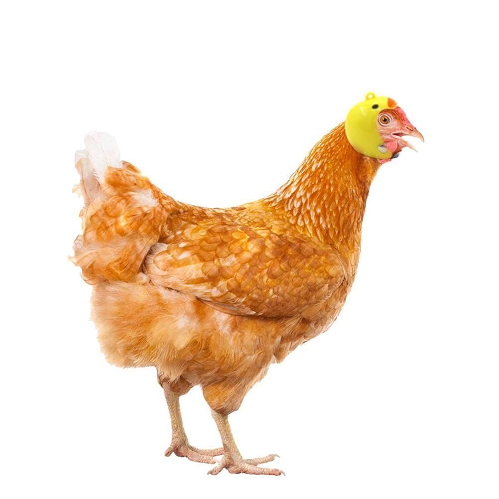 4 Pcs- Chicken Helmet Plastic Bird Head Protection Cap Chick Pecking Helmet Funny Protection Hen Hat — image 2