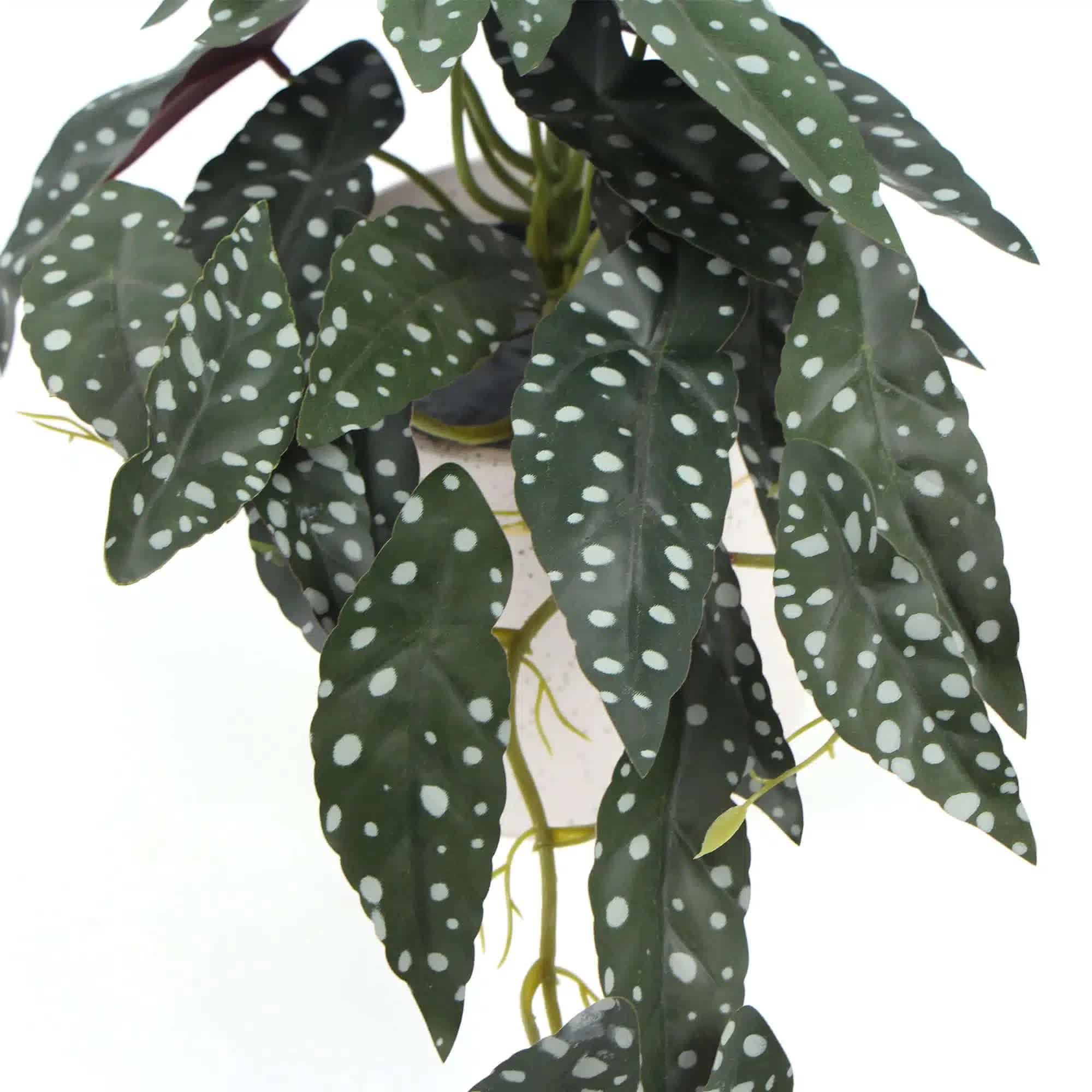 Artificial Begonia Maculata Plant In Decorative Bowl 30cm โ image 4