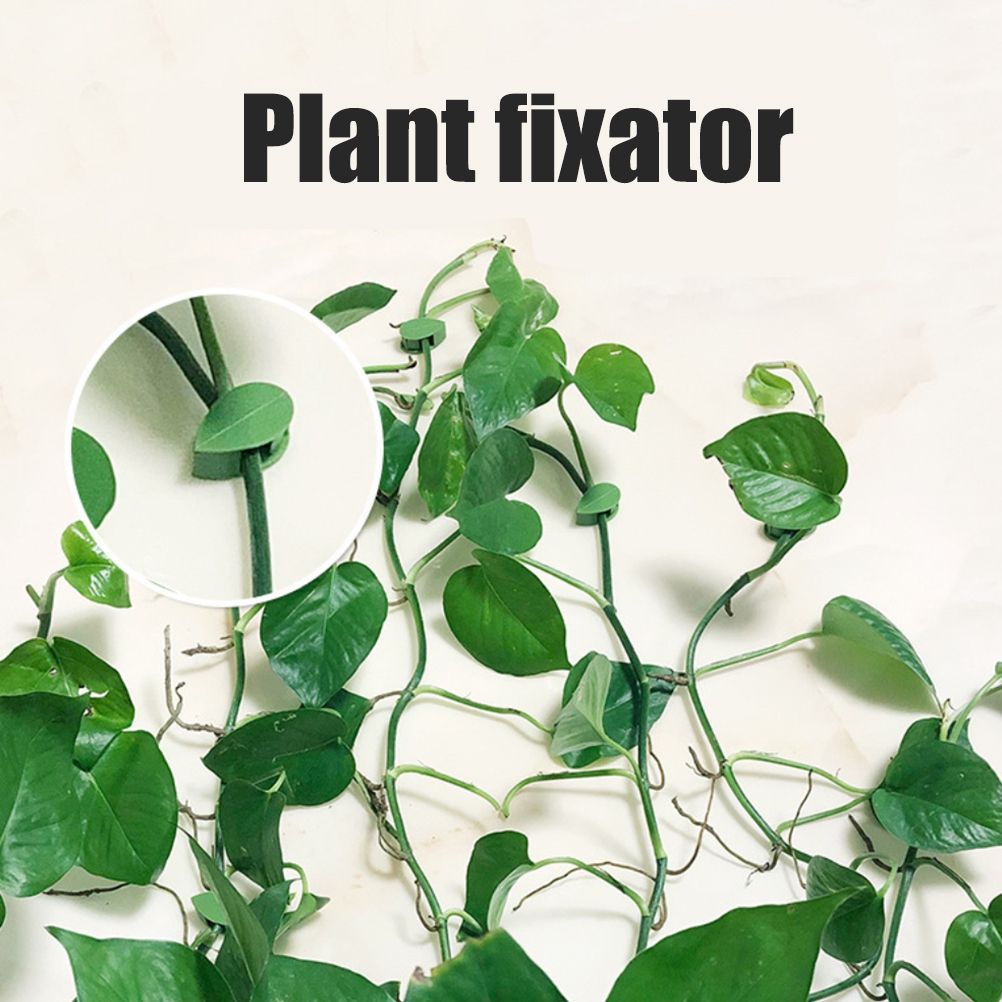 Pack of 50 Self Adhesive Plant Holders Plant Connector Clip Climbing Plants Fixing Wall Plant Clips for Supports Planting โ image 5