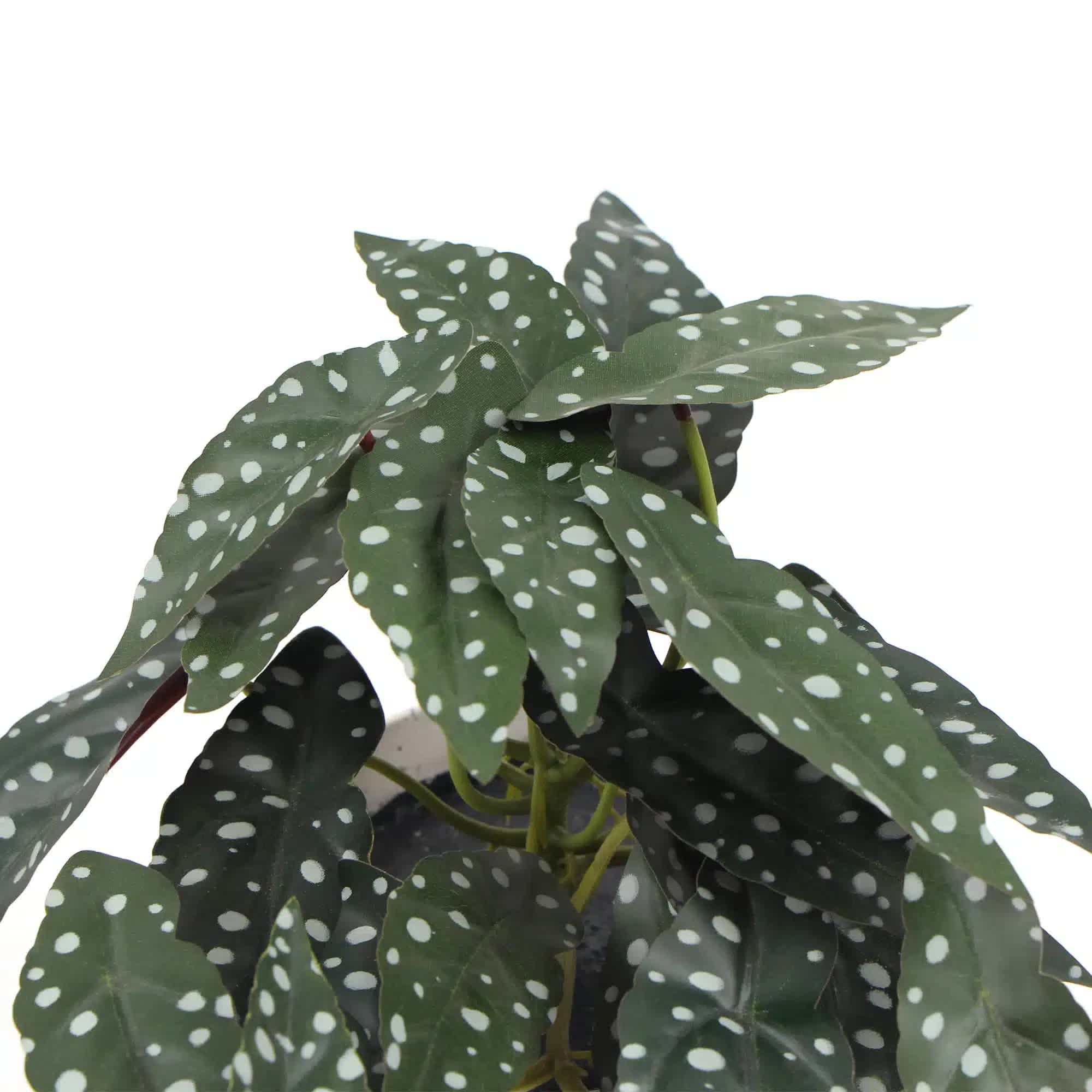 Artificial Begonia Maculata Plant In Decorative Bowl 30cm โ image 3