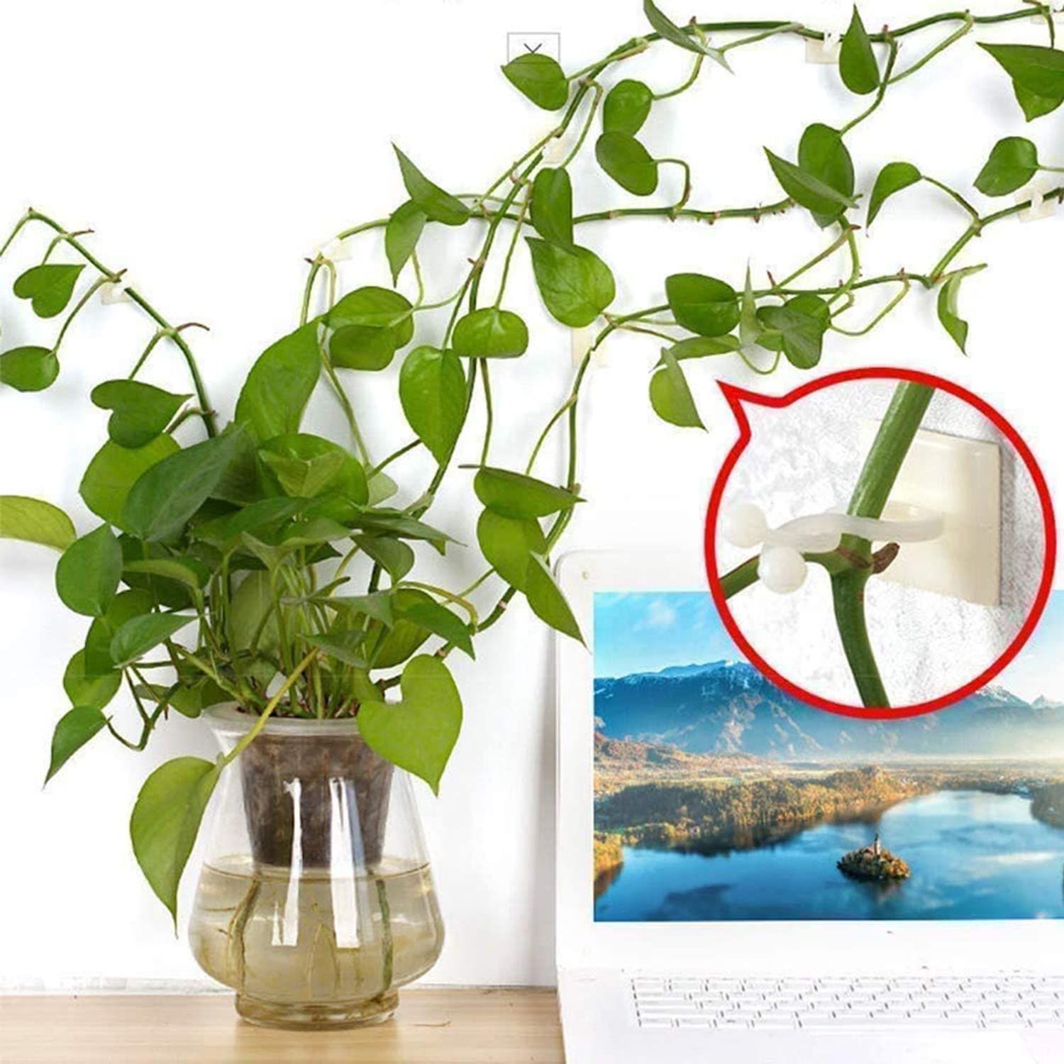 Plant Climbing Wall Fixture Clips,100Pcs Plant Fixer Self-Adhesive Hook,Garden Vegetable Plant Support Binding Clip Invisible — image 3