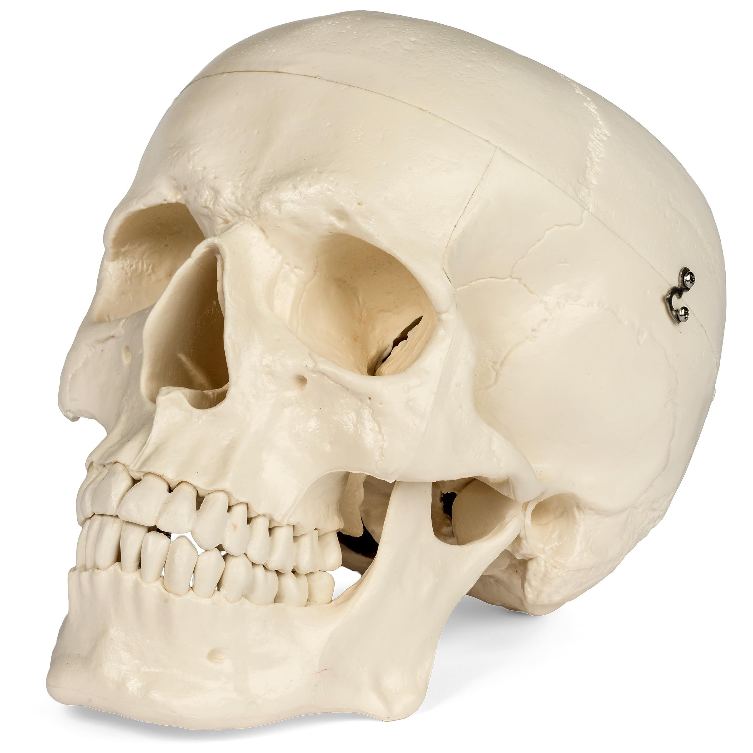 Medical Anatomical Skull Model - 3 Parts - Life Sized Human Mold Perfect Study Tool The mold is authentic