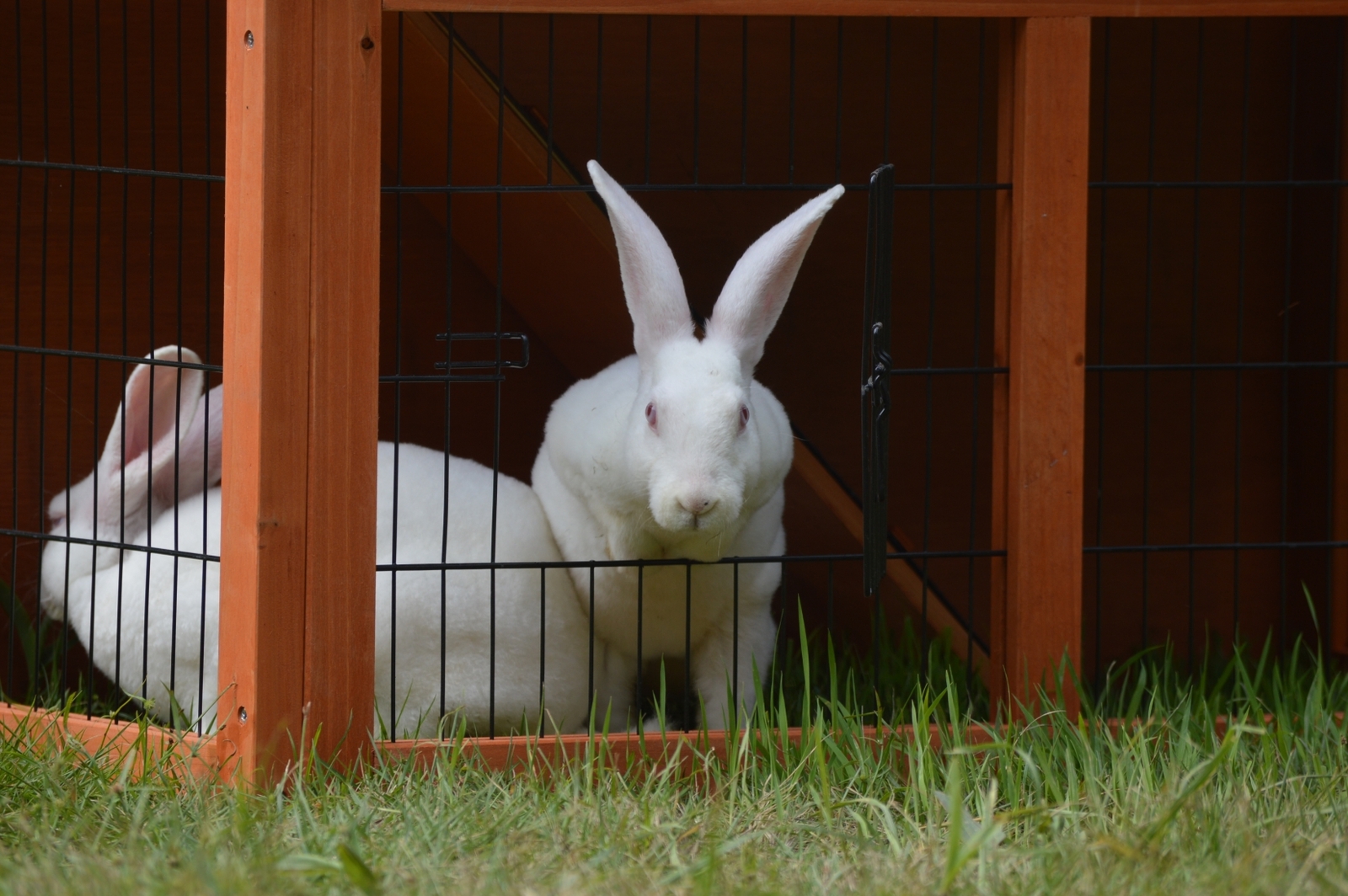 YES4PETS Double Storey Rabbit Hutch Guinea Pig Cage, Ferret cage W Pull Out Tray โ image 3