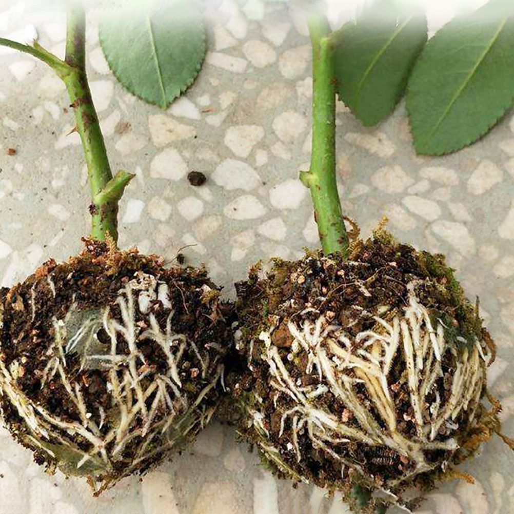 3pcs Plant Rooting Sphere Graft Rooting Growing Box Breeding Crate for Garden Plants — image 6