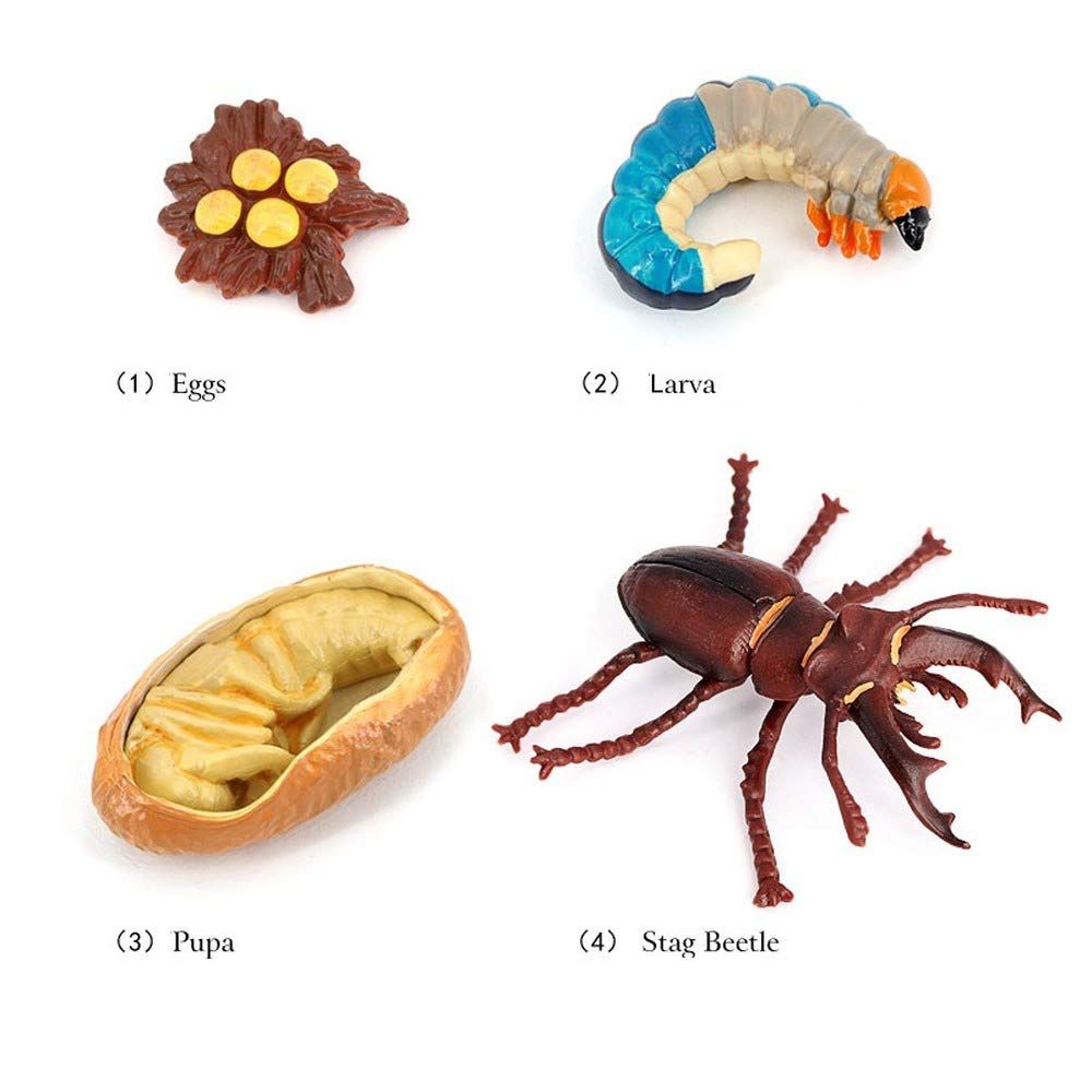 4PCS Stag Beetle Animal Life Cycle,Insect Growth Cycle Model,Hand Painting Animal Figures,Educational Toy — image 4