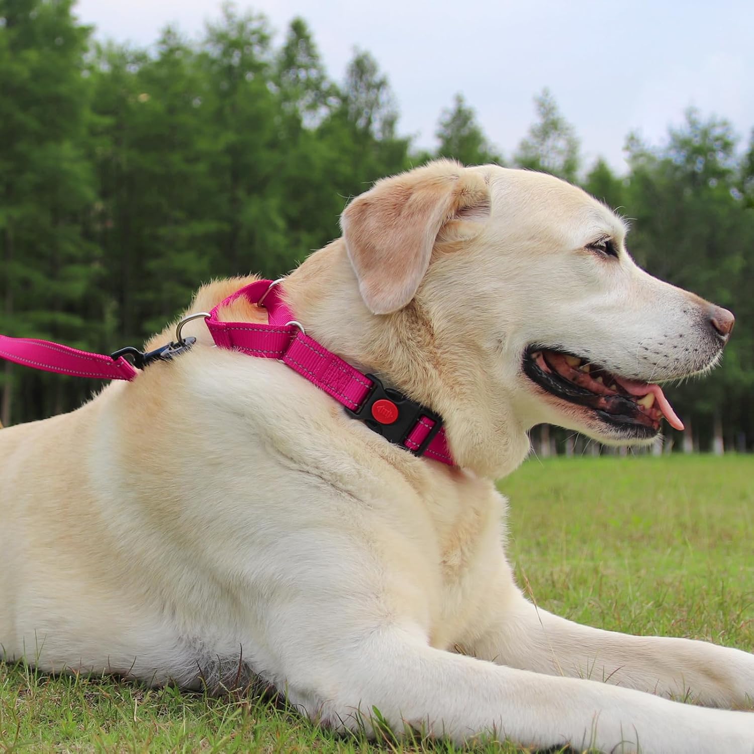 Martingale Dog Collar(16-20"), 6FT Double Handle Leash for Training, Hotpink — image 2