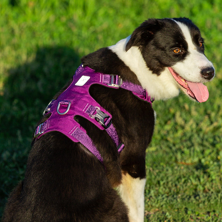 Whinhyepet Harness Purple L — image 3