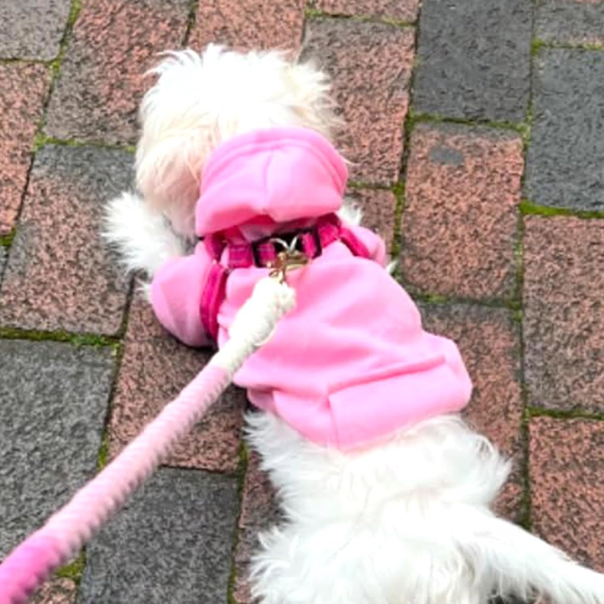 Dog Coat - Winter Hoodie - Warm Dog Coat - With Pockets - Sweatshirt - Warm Clothing - Chihuahua Dog Coat - Perfect for Small Dogs - Pink - Size M — image 2