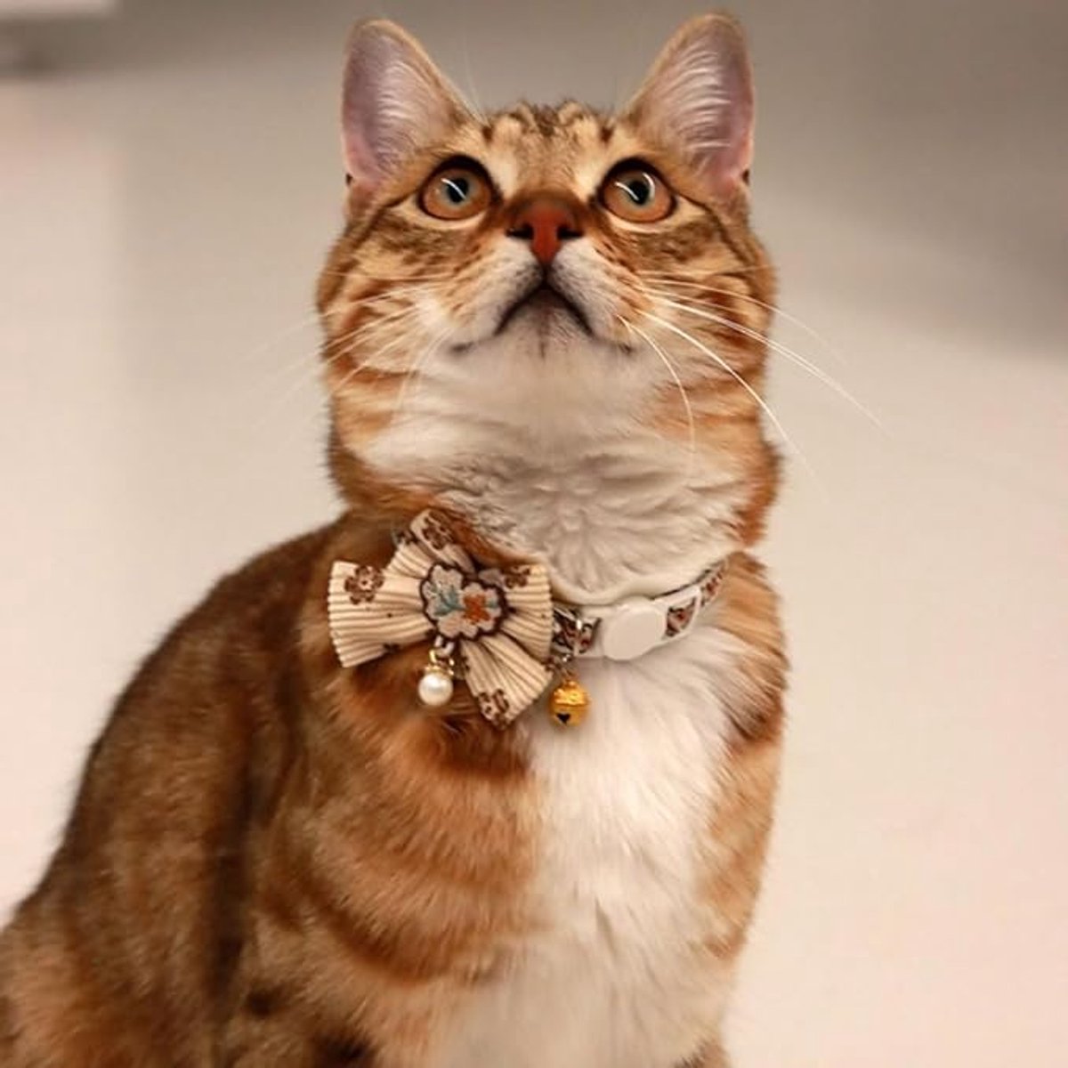 Cat Collar - Bow and Bell Collar - Adjustable Kitten Collar - Dog Collar - Lightweight Safety Collar for Pets (Set of 6) — image 5