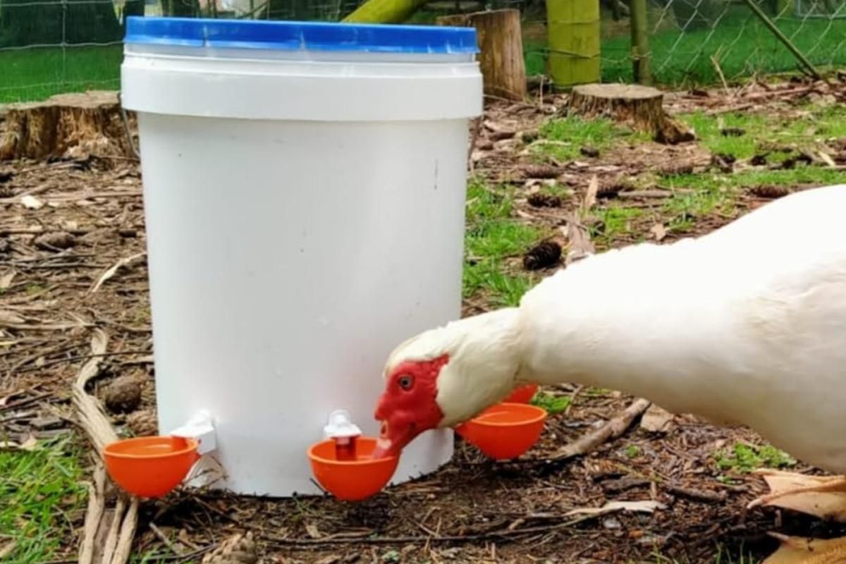 10Pcs Chicken Water Cup Feeder Automatic Drinking Bowl Poultry Cup-Orange โ image 3