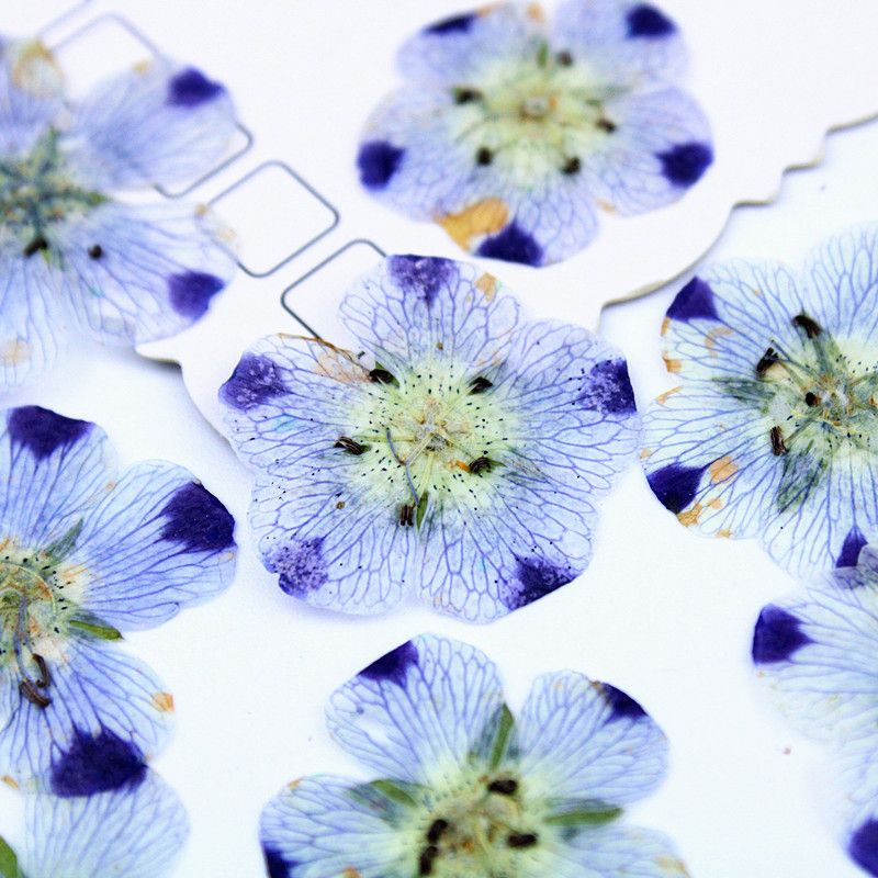 Real Dried Pressed Flowers Leaves Mixed Pack Scrapbooking Embellishments for DIY Resin Ornament(9 flowers) — image 2