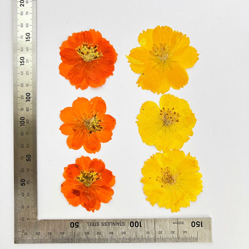 Dried Pressed Flowers for Resin Molds,Real Natural Pressed Flowers for DIY Art Crafts,Candle Making, Nails Décor,Phone Case(12pcs) — image 3