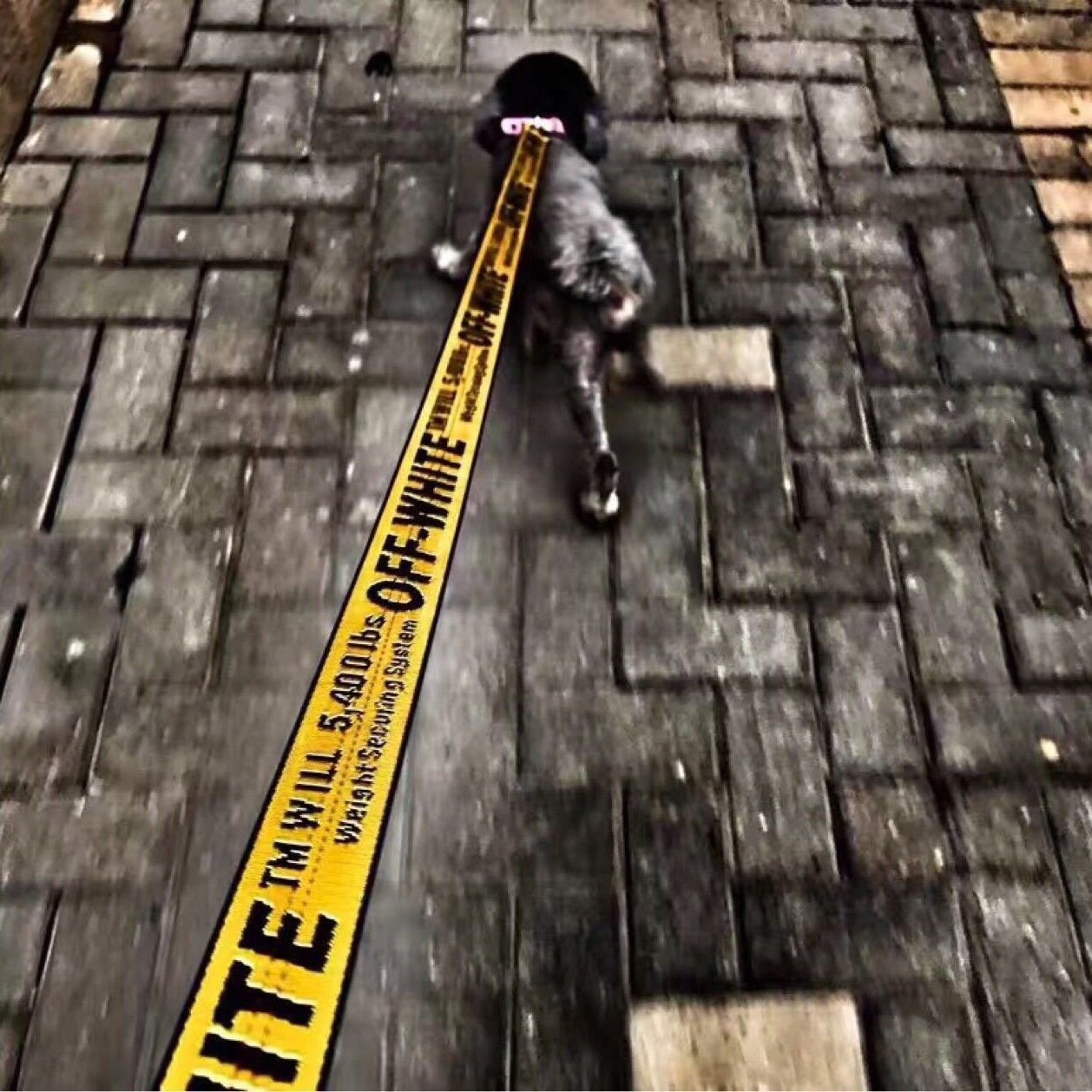 Card Pet Nylon Extendable Dog Leash 150cm Yellow — image 3