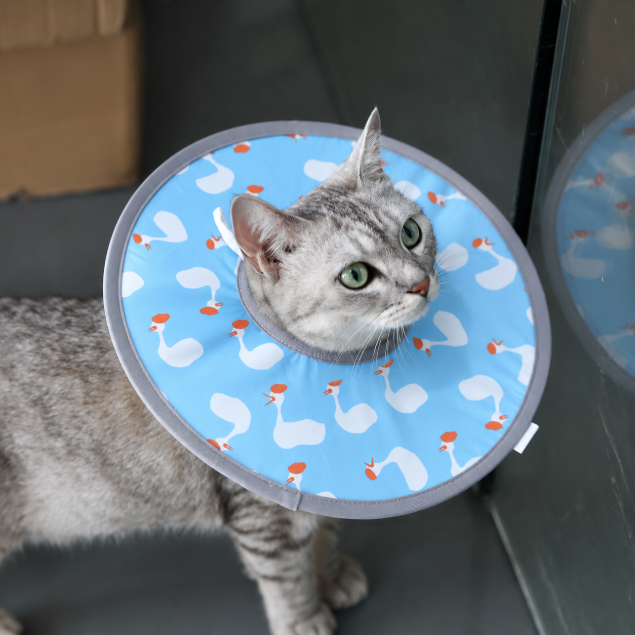 Blue Duck Soft Waterproof Elizabethan Collar for Cats & Dogs M Size - Adjustable Anti-Licking Recovery Cone After Surgery — image 3