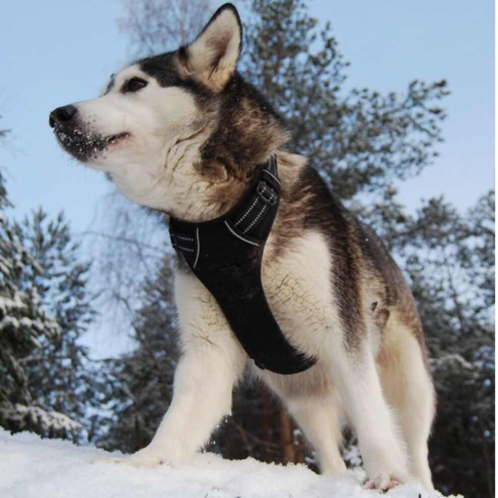 Anti-escape dog harness & leash, soft and comfortable breathable dog vest, reflective in the night, suitable for walking medium and large dogs — image 3