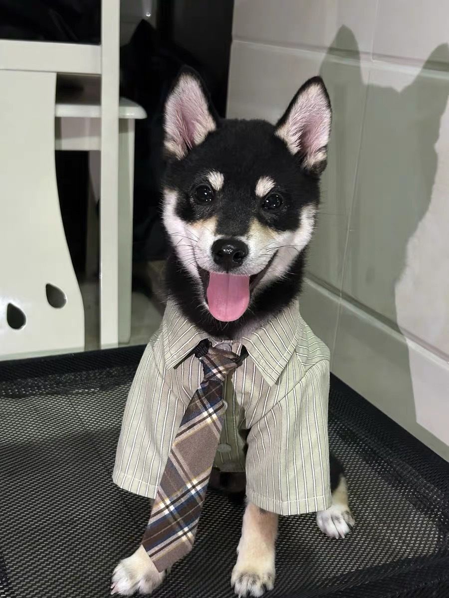Lightweight Spring Summer Pet Shirt for Cats & Dogs, Smart Stylish Collared Outfit With Tie, Green, Size S, Back Length 24cm, Suitable for 3‑4kg Pets — image 6