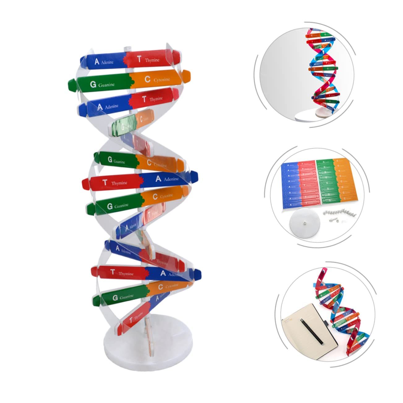 DNA Double Helix Model of Molecular Structure — image 4