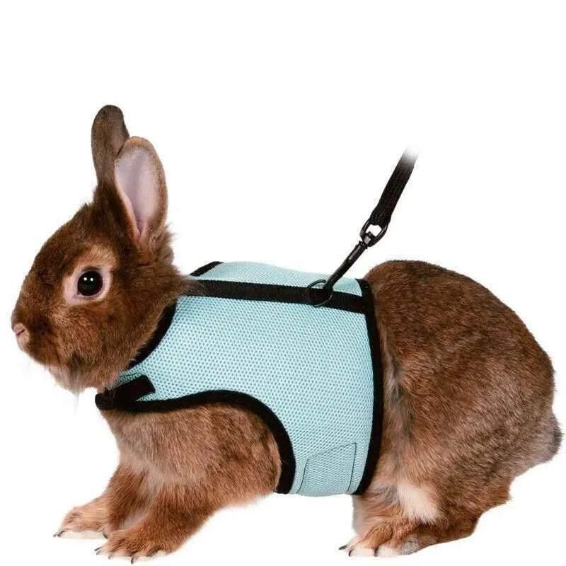 Small Animal Harness Guinea Pig Forret Hamster Rabbit Squirrel Vest Clothes Lead M Size - Blue — image 6