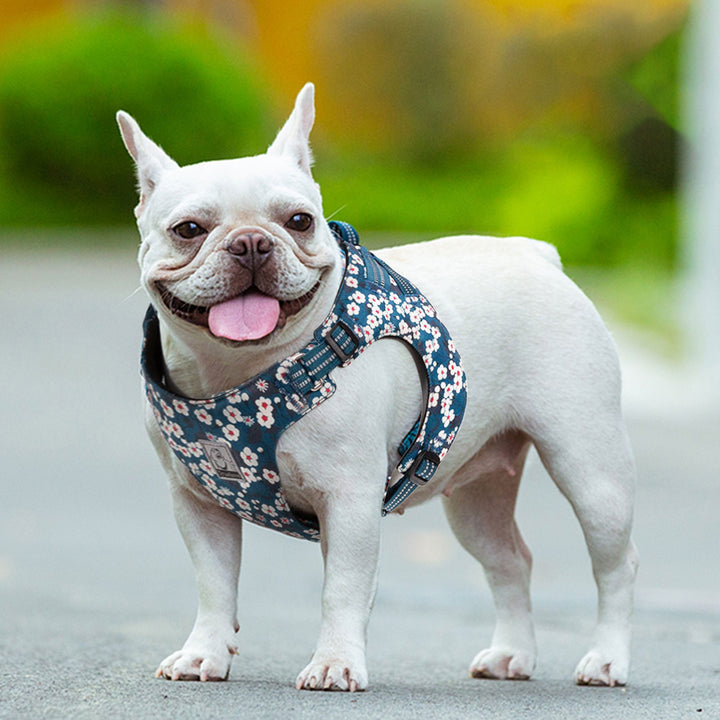 Floral Doggy Harness Saxony Blue XS โ image 4
