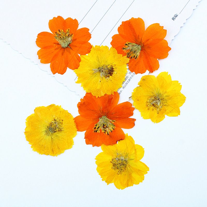 Dried Pressed Flowers for Resin Molds,Real Natural Pressed Flowers for DIY Art Crafts,Candle Making, Nails Décor,Phone Case(12pcs) — image 4
