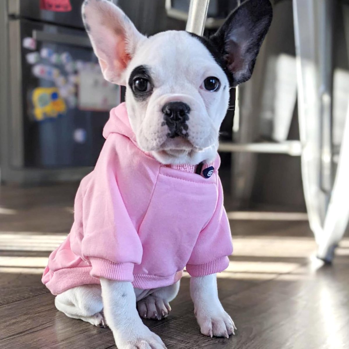 Dog Coat - Winter Hoodie - Warm Dog Coat - With Pockets - Sweatshirt - Warm Clothing - Chihuahua Dog Coat - Perfect for Small Dogs - Pink - Size M — image 3