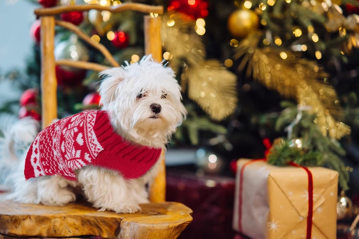 Dog Sweater - Christmas Dog Sweaters - Sleeveless Dog Sweaters - Dog Coat - Warm Autumn and Winter Puppy Sweater - Ugly Sweater - Perfect for Small โ image 5