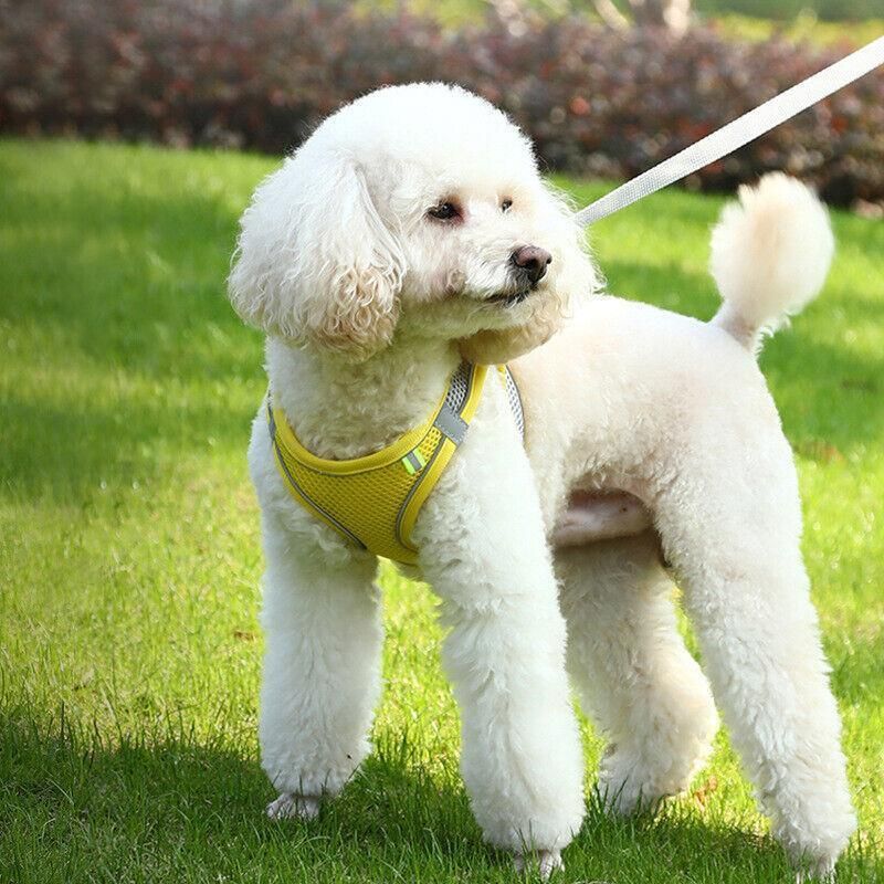 Pet Dog Harness Adjustable Reflective Breathable Outdoor Collars Strap Cat Leash Yellow - M — image 5